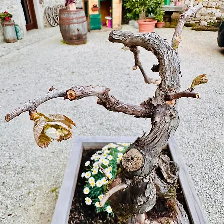 Clochiatti
